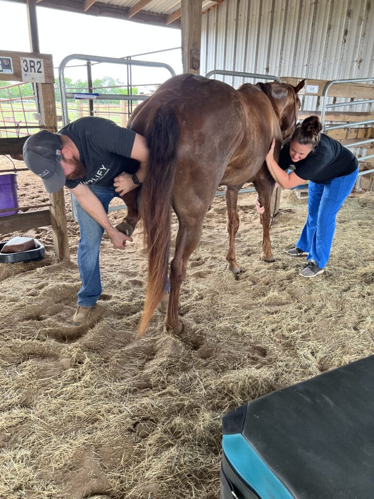 amplify chiropractic adjusting a horse