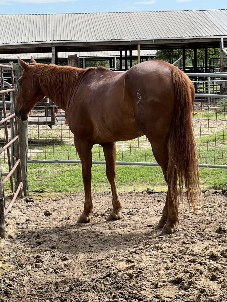 horse after chiropractic adjustment